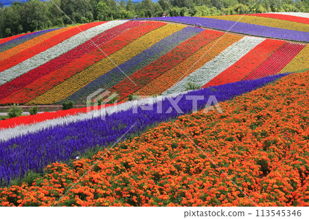 五顏六色的花園 五顏六色的花園 113545346