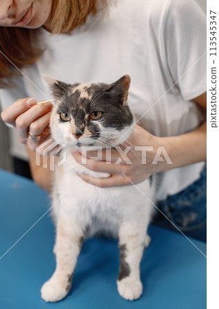 Cat getting procedure at the groomer salon. Young woman in white t-shirt clean ears of a little cat. White and brown cat on a blue table. 113545347