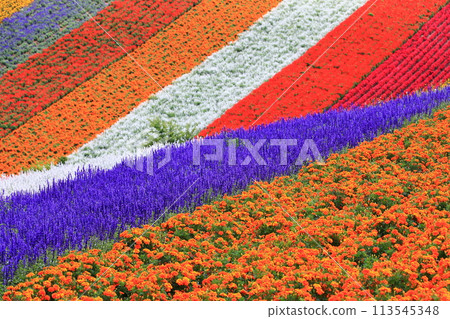 五顏六色的花園 113545348