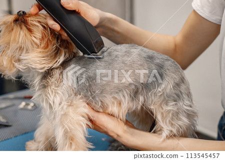Yorkshire terrier getting procedure at the groomer salon. Young woman in white t-shirt trimming a little dog. Yorkshire terrier puppy getting haircut with a shaving machine. 113545457