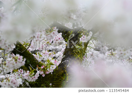 櫻花和苔蘚 113545484
