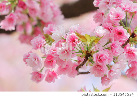 Cherry blossoms (Sasabe cherry blossoms) 113545554
