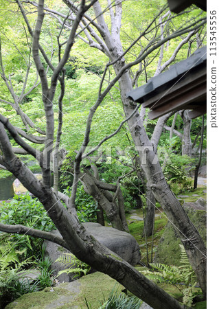 Spring park garden scenery 113545556