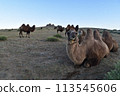 一群駱駝 113545606
