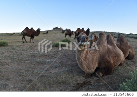 一群駱駝 一群駱駝 113545606