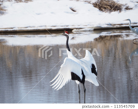 Courtship dance of the dumpling crane Courtship dance of the dumpling crane 113545709