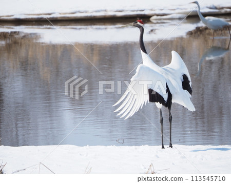 餃子起重機的求愛舞蹈 113545710
