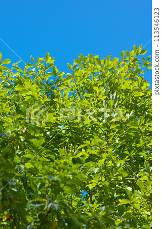 Mizunara oak and blue sky in early autumn 113546123