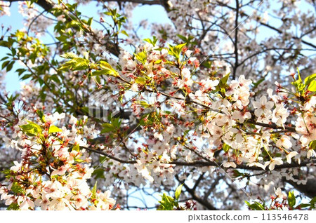 Cherry blossoms starting to fall Cherry blossoms starting to fall 113546478