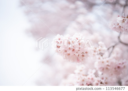 Fluffy cherry blossoms Fluffy cherry blossoms 113546677