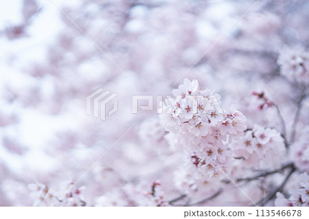 Cherry tree in full bloom Cherry tree in full bloom 113546678