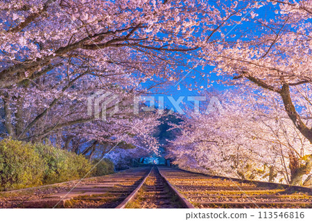 蹴上斜坡夜櫻 113546816