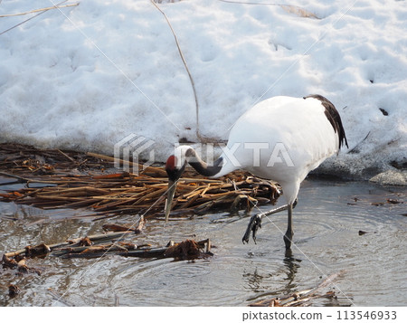 Snowy landscape and dandruff crane Snowy landscape and dandruff crane 113546933