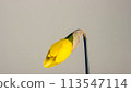 Yellow narcissus daffodil bud in bloom with gray background 113547114