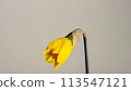 Close up of a blooming yellow narcissus on a blurred background 113547121
