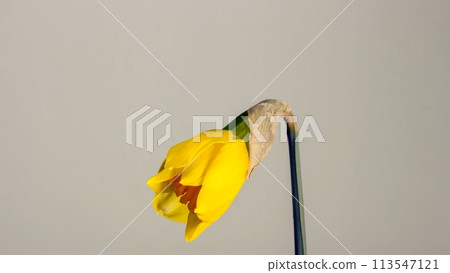 Close up of a blooming yellow narcissus on a blurred background Close up of a blooming yellow narcissus on a blurred background 113547121