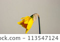 Close-up of a yellow narcissus flower half-bloomed on a neutral background 113547124