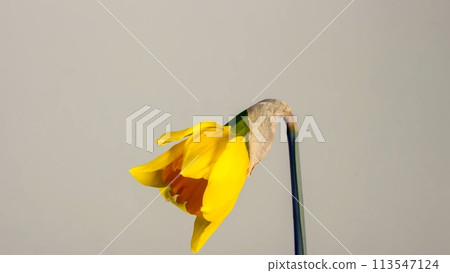 Close-up of a yellow narcissus flower half-bloomed on a neutral background Close-up of a yellow narcissus flower half-bloomed on a neutral background 113547124