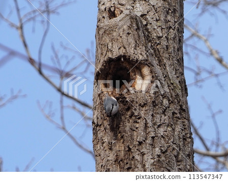 Nuthatch building a nest Nuthatch building a nest 113547347