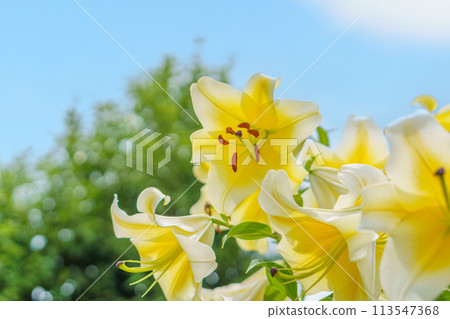 花園裡的黃色卡薩布蘭卡 花園裡的黃色卡薩布蘭卡 113547368