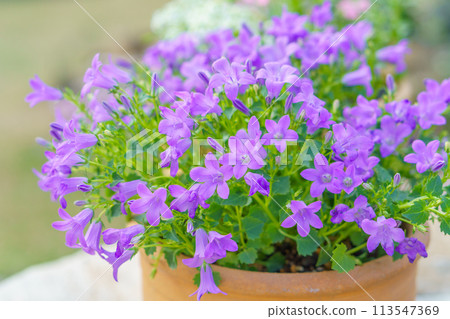 盆栽風鈴草 盆栽風鈴草 113547369