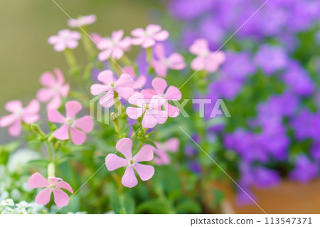 淺粉紅色的海妖和風鈴草 淺粉紅色的海妖和風鈴草 113547371