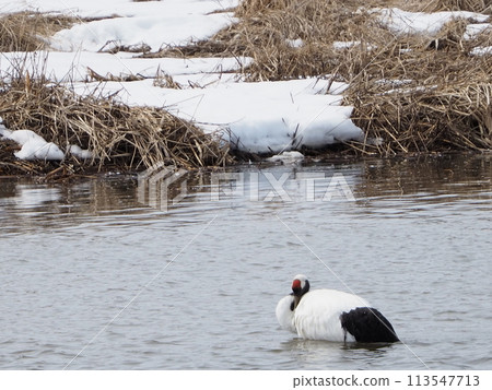 Snowy landscape and dandruff crane 113547713