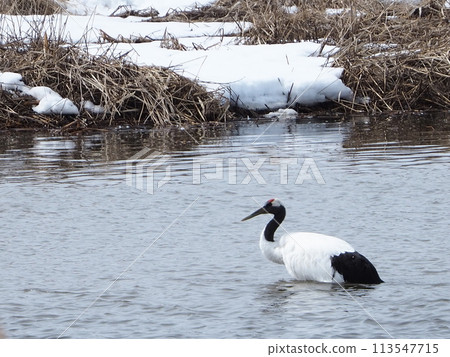 Snowy landscape and dandruff crane Snowy landscape and dandruff crane 113547715