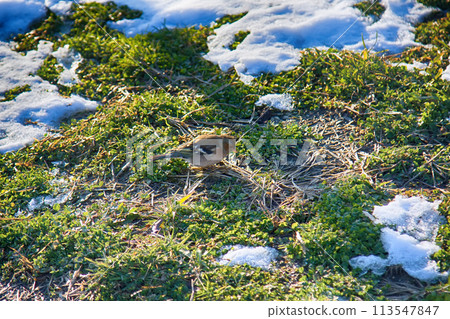First birds on thawed patches. Chaffinch 113547847