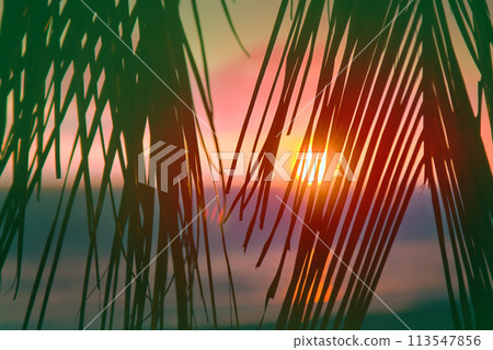 Sunset through leaves of palm trees on Indian ocean Sunset through leaves of palm trees on Indian ocean 113547856