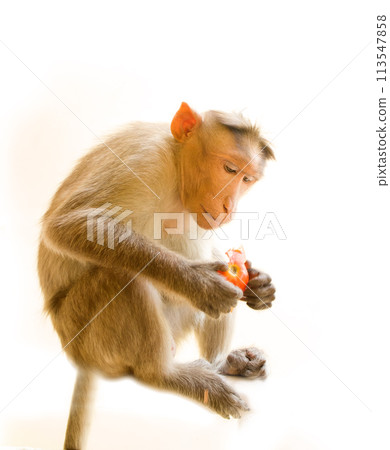 Indian macaques, bonnet macaques, or (lat. Macaca radiata). Indian macaques, bonnet macaques, or (lat. Macaca radiata). 113547858