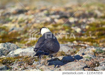 Arctic Skua is real predator and robber for Arctic bird Arctic Skua is real predator and robber for Arctic bird 113547859