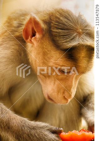 Entertaining portraits of Indian monkey 113547879