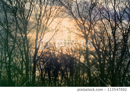 dark magic forest dark magic forest 113547892