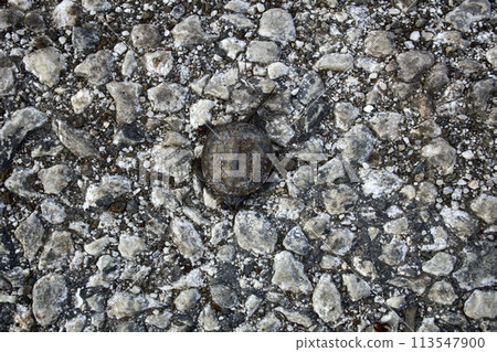 Mutilated corpse of Greek turtle after hitting car Mutilated corpse of Greek turtle after hitting car 113547900