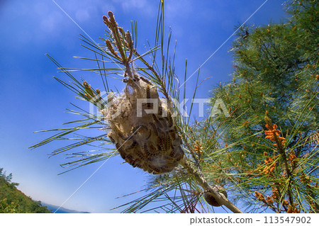 Nest of butterflies from eggs which hatch caterpillars Nest of butterflies from eggs which hatch caterpillars 113547902