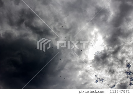 ravens in the sky autumn grey gloomy mood ravens in the sky autumn grey gloomy mood 113547971