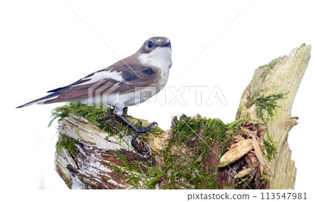 Ficedula hypoleuca 113547981