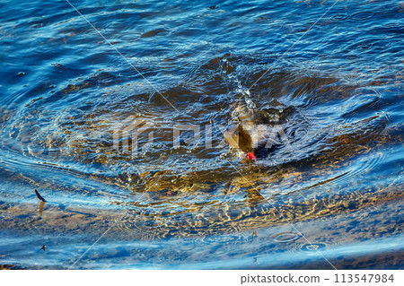Grayling caught on lure 113547984
