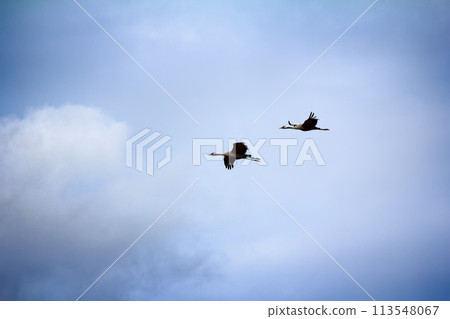 Gray Crane (common crane, Grus grus), pair 113548067