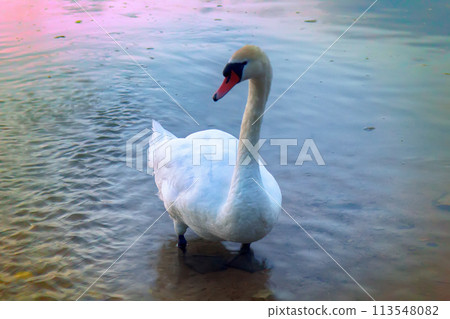 Mute Swan said most beautiful Regal bird Mute Swan said most beautiful Regal bird 113548082