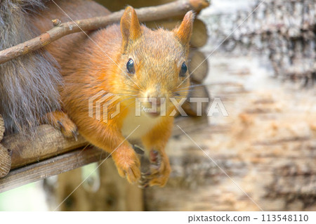 Red squirrel sitting inside feeder 113548110