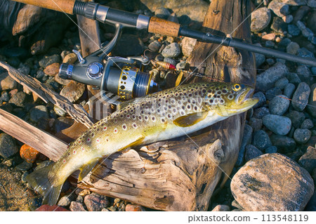 Caught by spinning brown trout (Salmo trutta fario) Caught by spinning brown trout (Salmo trutta fario) 113548119