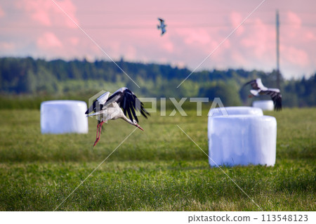 Agricultural landscape with storks, hay vacuum packing 113548123