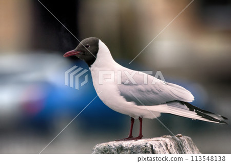 Black-headed gulls on background of houses and cars 113548138