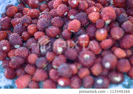 Overripe wild strawberries sweet and fragrant berry Overripe wild strawberries sweet and fragrant berry 113548168