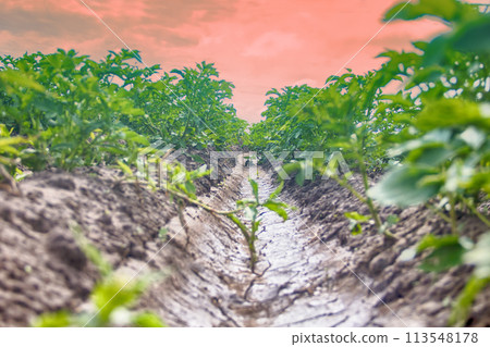 Planting potatoes with irrigational system Planting potatoes with irrigational system 113548178