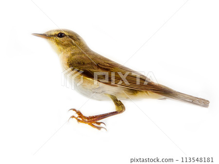 willow warbler (willow wren, Phylloscopus trochilus), on white background 113548181