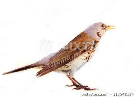 fieldfare (Turdus pilaris) 113548184