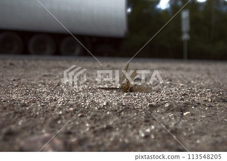 Dragonfly roadkill machine. Dragonfly roadkill machine. 113548205